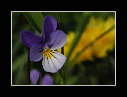 Styvmorsviol - Ångermanlands landskapsblomma